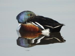Menno 04 - Slobeend houdt je in de gaten